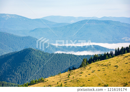 mountain landscape of ukrainian alps in summer. coniferous woods. morning scenery with fog in the distant valley. forest on the steep slope of chornohora ridge. alpine weather mountain landscape of ukrainian alps in summer. coniferous woods. morning scenery with fog in the distant valley. forest on the steep slope of chornohora ridge. alpine weather 121619174