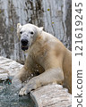 北極熊 121619245