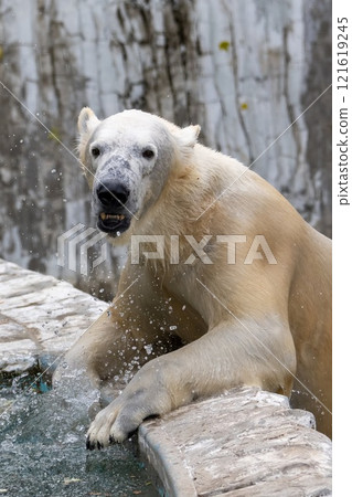 Polar bear Polar bear 121619245