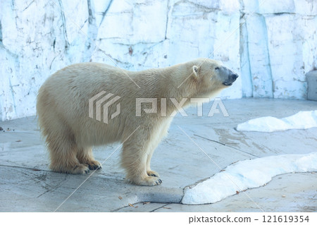 Cute polar bear 121619354
