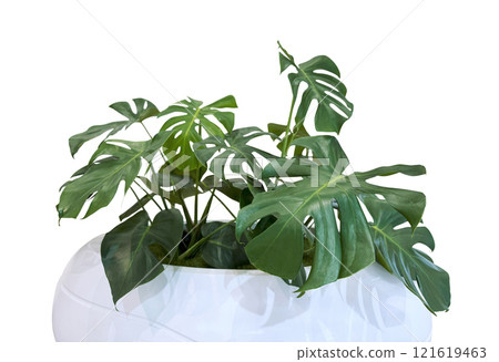Monstera deliciosa or Swiss cheese plant in white flower pot isolated on white background with clipping path 121619463