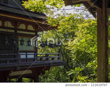 Hanging lanterns and green maples at Tanzan Shrine 121619707