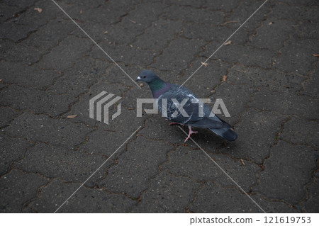 斑鳩下降到地面尋找食物 斑鳩下降到地面尋找食物 121619753