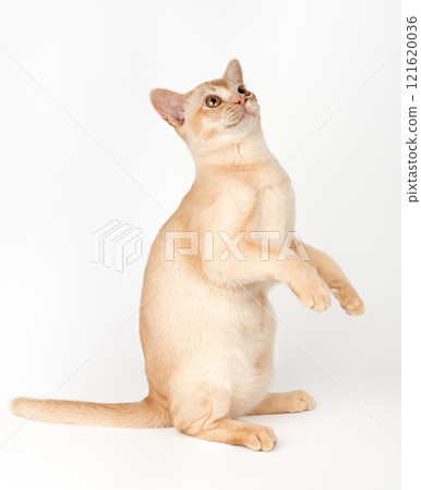 Adorable cream Burmese kitten full length. Adorable cream Burmese kitten full length. 121620036