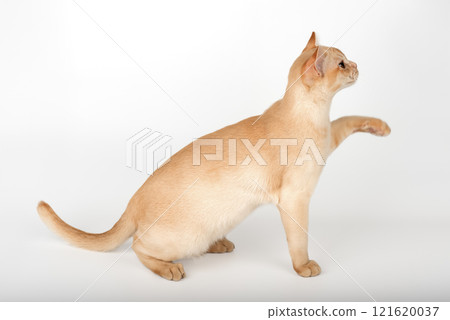 Adorable cream kitten of Burmese breed on studio background. Adorable cream kitten of Burmese breed on studio background. 121620037