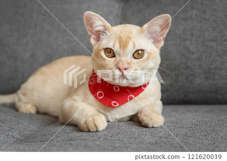 Cream Burmese cat with amber eyes resting on a gray sofa. 121620039