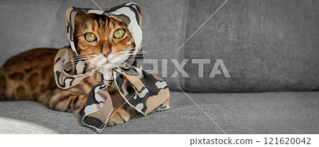 Funny Bengal cat resting on a gray sofa. 121620042