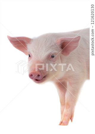 portrait of a pig isolated on white background 121620130