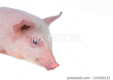 portrait of a pig isolated on white background portrait of a pig isolated on white background 121620131