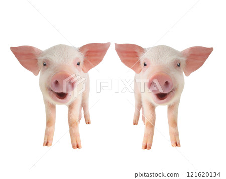 two smiling piglet  isolated on white background 121620134