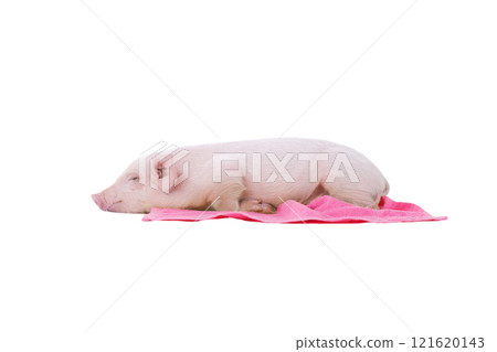 little pig with pink towel isolated on white background little pig with pink towel isolated on white background 121620143