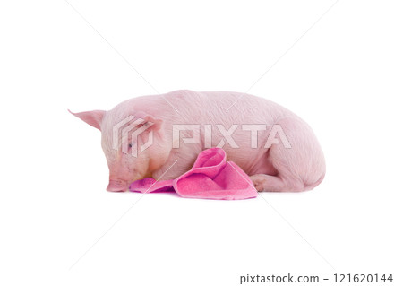 little pig with pink towel isolated on white background 121620144