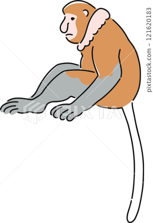 Hand drawn illustration of a proboscis monkey Hand drawn illustration of a proboscis monkey 121620183
