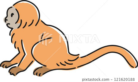 Hand drawn lion tamarin illustration Hand drawn lion tamarin illustration 121620188