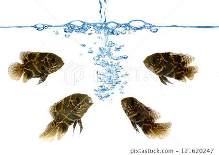 Oscar tiger fish and fresh water 121620247