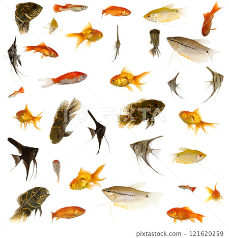 Fish collection. 5000 x 5000 pixels. Fish collection. 5000 x 5000 pixels. 121620259
