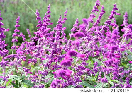 Salvia leucantha （唇形科） Salvia spp. 121620469