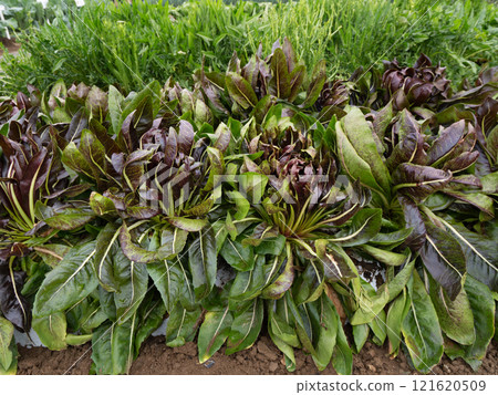 塔蒂沃的種植 121620509