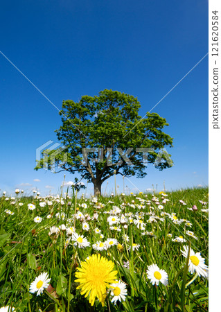Dandelion and daisy flowers Dandelion and daisy flowers 121620584