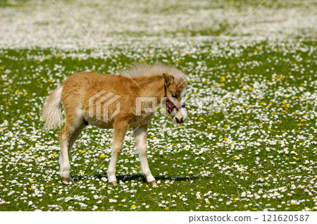 Young horse meadow with many flowers Young horse meadow with many flowers 121620587