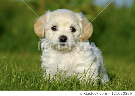 Bichon Havanais puppy dog 121620599