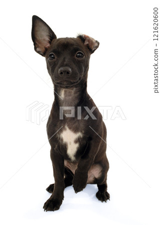 Chihuahua puppy dog Chihuahua puppy dog 121620600