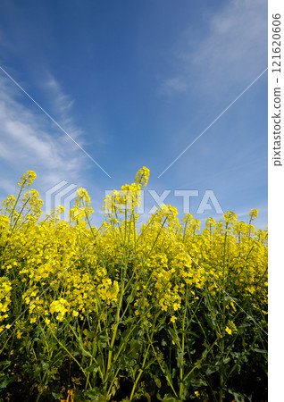 Rape Rape 121620606