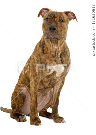 Staffordshire terrier dog Staffordshire terrier dog 121620618