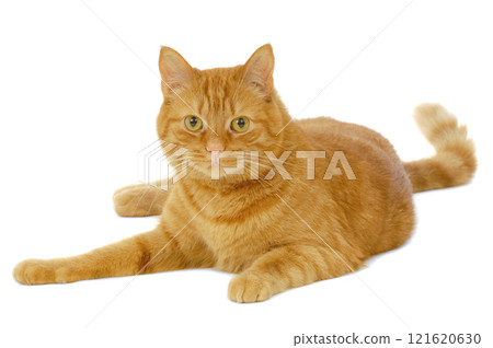 Red cat Red cat 121620630