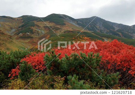 秋天的雷長坂山徑風景 秋天的雷長坂山徑風景 121620718