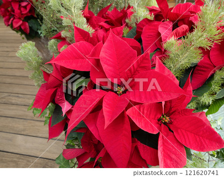 Poinsettia Poinsettia 121620741