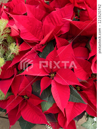 Poinsettia 121620742
