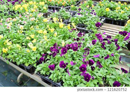 Sales of Viola (Viola family) Sales of Viola (Viola family) 121620752