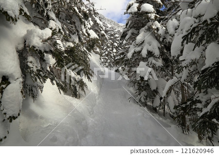 [固定價格]仲冬時節的北橫岳林帶風景（坪庭～北橫岳Hutte區間） 121620946