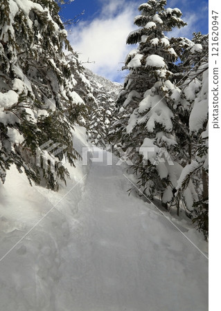 [固定價格]仲冬時節的北橫岳林帶風景（坪庭～北橫岳Hutte區間） 121620947
