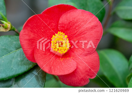 Red semi-double camellia with an open flower close-up 121620989