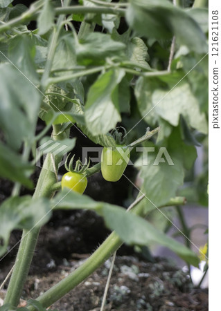 Thai agricultural produce to be exhibited at the fair Thai agricultural produce to be exhibited at the fair 121621108