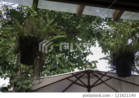 Beautiful tropical green plant and tree decorated in resort garden 121621140