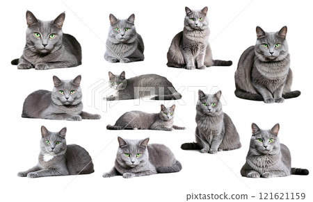 cat, kitten, animal 121621159