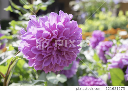 Thai agricultural produce to be exhibited at the fair Thai agricultural produce to be exhibited at the fair 121621275