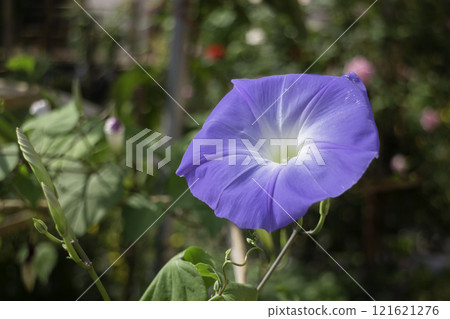 Thai agricultural produce to be exhibited at the fair Thai agricultural produce to be exhibited at the fair 121621276