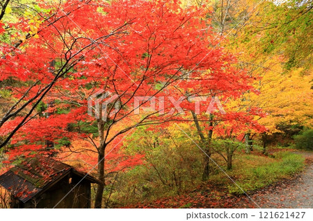 Autumn leaves on the Mitarai Valley Promenade 121621427
