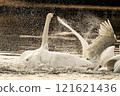 Swans fighting on the lake 121621436