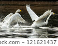Swans raising splash 121621437