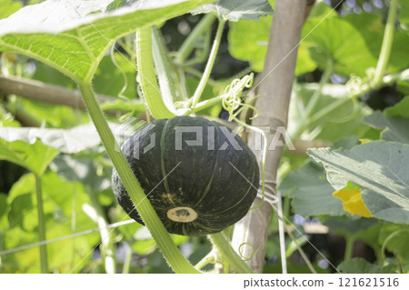 Thai agricultural produce to be exhibited at the fair 121621516