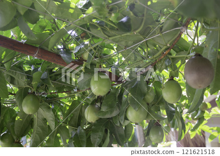 Thai agricultural produce to be exhibited at the fair 121621518