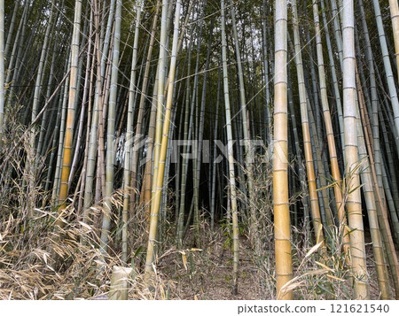 竹林風光 121621540