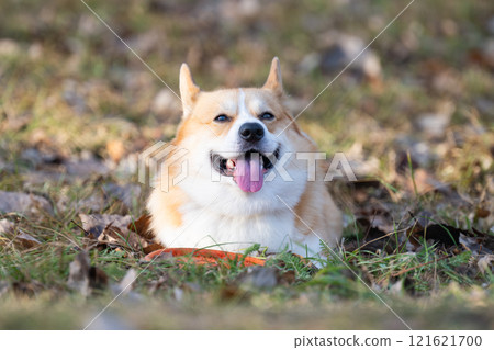 Welsh Corgi Pembroke 121621700