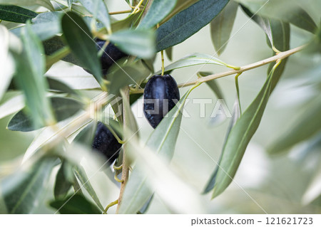 olives on tree 121621723