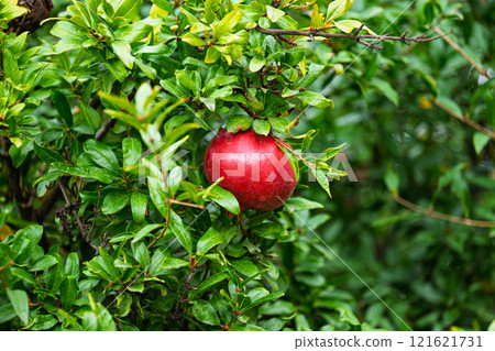 red ripe pomegranate 121621731